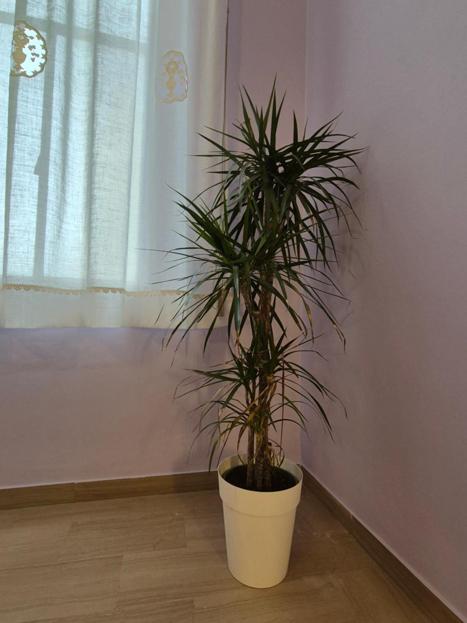 Appartement Il Sogno Degli Angeli à Santa Maria Degli Angeli  Extérieur photo